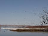 C Lower Klamath NWR 002